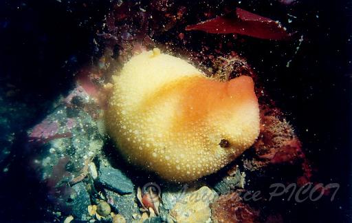 Doris citron de mer-Archidoris pseudoargus.JPG - Mer de la manche - Cherbourg